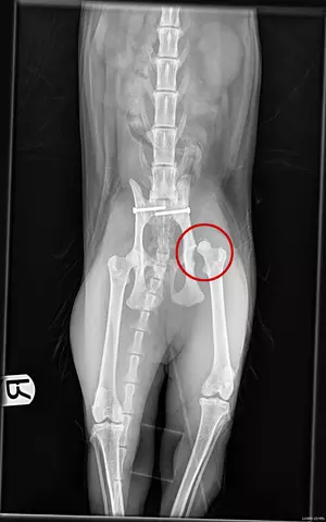 An x-ray of a cat's spine and legs showing a dislocated hip joint