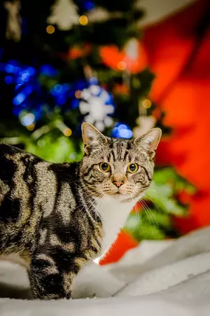 A brown tabby cat looks at the camera. They are stood in front of a decorated Christmas tree.