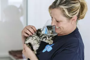 A Blue Cross staff member holds a kitten in their hands. The kitten is wearing a vet collar.