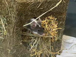 A white and brown mouse peering out of a brown bed. There is straw in the bed.