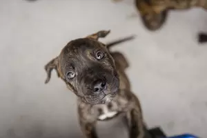 puppy training 3