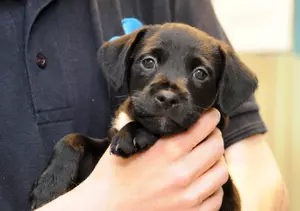 puppy training 4