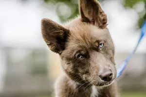 puppy training 6