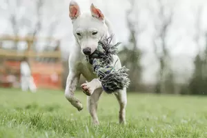 puppy training 7