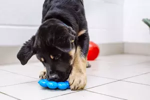 Puppy with treats