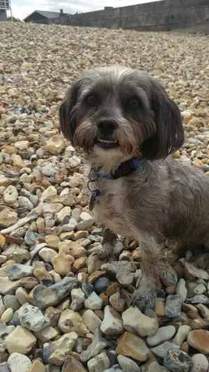 Alfie loves West Beach at Whitstable.