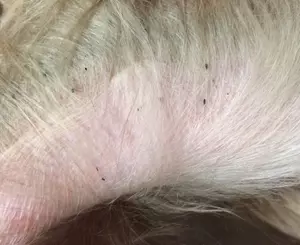 Flea dirt