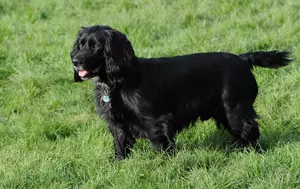 Black spaniel dog with partially docked tail