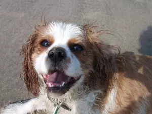 Oscar having fun at Barmouth Beach.