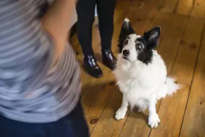 Sit!