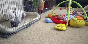 dog and child safety - crate