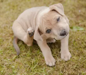 Puppy scratching cropped