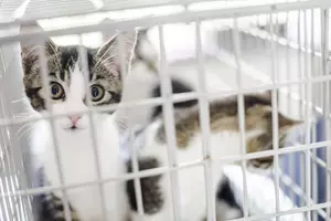 Kitten in a basket
