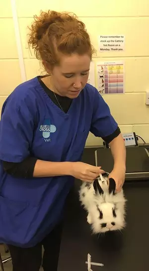 Mildred the rabbit is vaccinated against RHD2 by Blue Cross