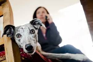 Greyhound looking into camera with owner in background on phone
