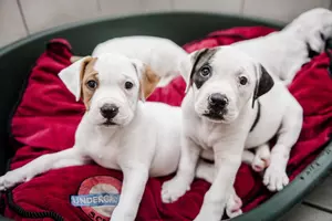 two white puppies look to camera