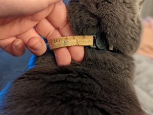 A Russian blue cat facing away from camera with a cork collar on. A person has two fingers in between the collar and the cat's neck to show the appropriate fit of a collar