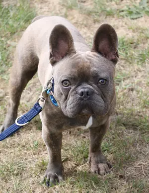 Grey French bulldog Banks looks directly at the camera. He is standing on green grass and is on a blue lead, which can be partially seen in the image.