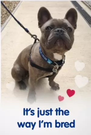 An image of a Valentine's Day card. The card features a photo of a grey French bulldog looking upwards beyond the camera. Below the dog, text says 'It's just the way I'm bred'. Heart illustrations float up from the text to the right of the card.