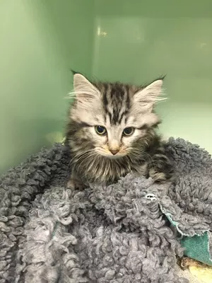Fluffy tabby kitten Mouse looks down as she sits in a kennel in the animal hospital
