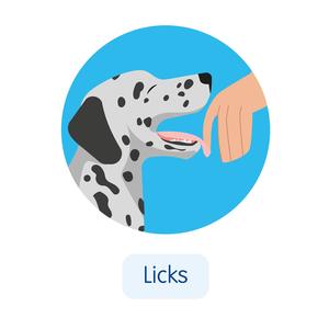 Dalmation dog illustration licking owners hand