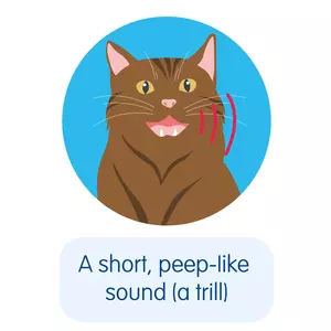 A brown cat illustration with their mouth open to create a short peep-like sound