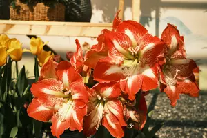 Red and white amaryllis flowers