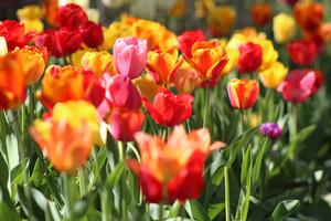 Pink, orange, red and yellow tulips growing outside