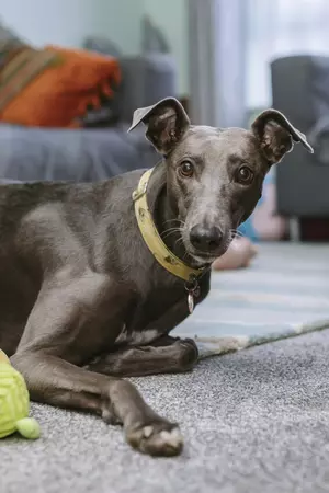 Grey greyhound with a yellow collar lying on the floor