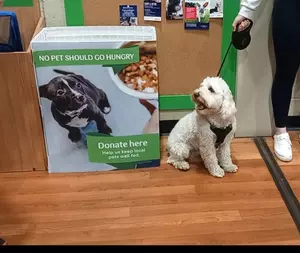 A white dog sits next to a donation point inside a Pets at Home store