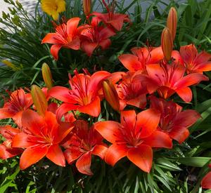 Red lilies growing outdoors - photo from Unsplash