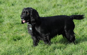 Black spaniel dog with partially docked tail