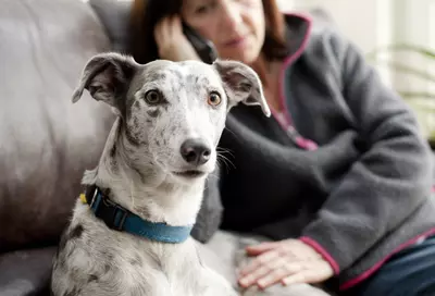 A grey lurcher type dog looks towards the camera while his owner, who is sitting next to him on the sofa, rests her hand gently on his back