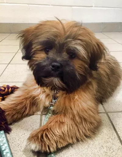 Aslan the puppy