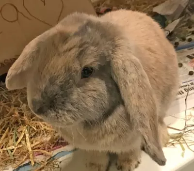 Bugsey the Rabbit