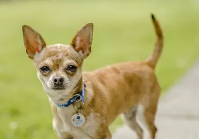 Cookie the dog