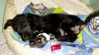 Princess the puppy