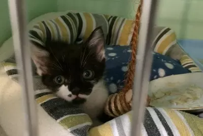 Stevie the kitten