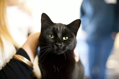 Black cat