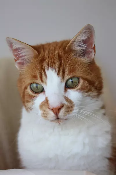 a cat