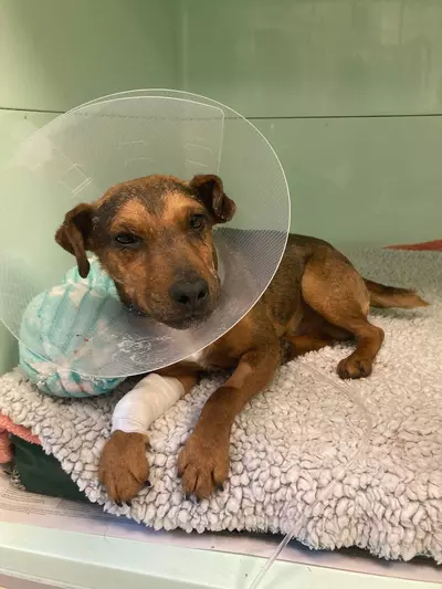 Dog Albert rests in a hospital kennel with a cone on his head and a bandage around his leg. He looks sad.