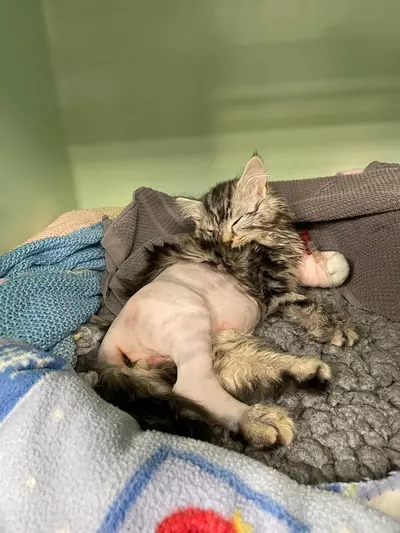 Mouse the kitten lies in her hospital kennel asleep. Her fur has been shaved from her right hind leg and the lower part of her back. The rest of her body is covered in fluffy, tabby-coloured fur.
