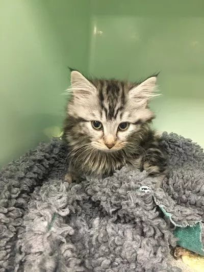 Fluffy tabby kitten Mouse looks down as she sits in a kennel in the animal hospital
