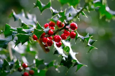 Holly plant with red berries