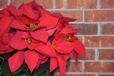 Festive red poinsettia
