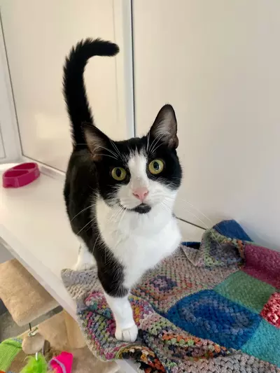 Rose a black and white cat 