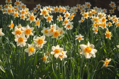Yellow daffodils in a field 