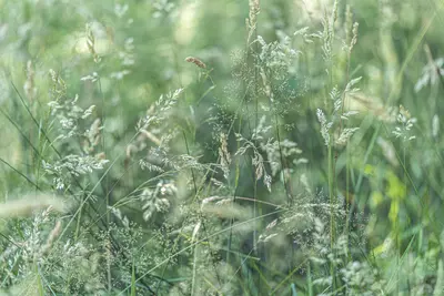 Example of grass seeds growing in a field