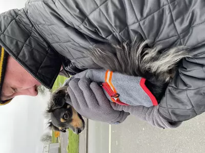 Black and tan chihuahua Darcy is cuddled by her new owner while wearing a grey and red fleece coat