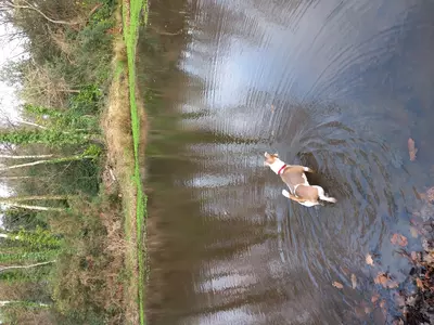 Jack russell terrier Hero is mesmerised by a big pool of water in a wood
